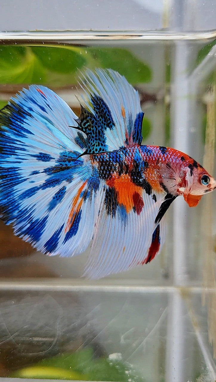 LUXURY HALFMOON BLUE SPLASH METTALIC MULTICOLOR PATTERN BETTA FISH