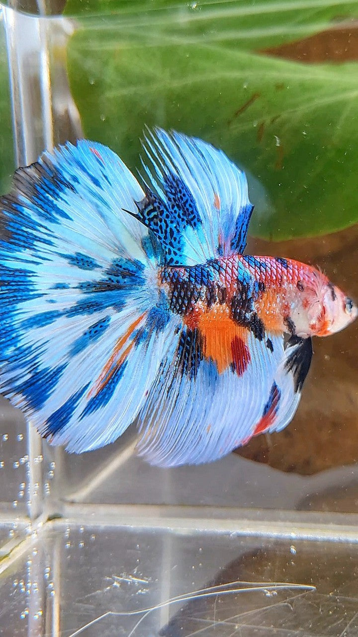 LUXURY HALFMOON BLUE SPLASH METTALIC MULTICOLOR PATTERN BETTA FISH