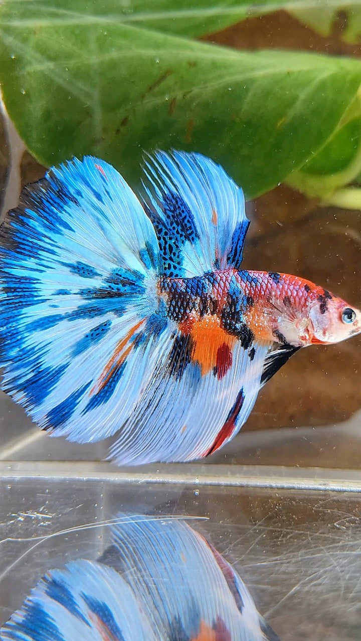 LUXURY HALFMOON BLUE SPLASH METTALIC MULTICOLOR PATTERN BETTA FISH