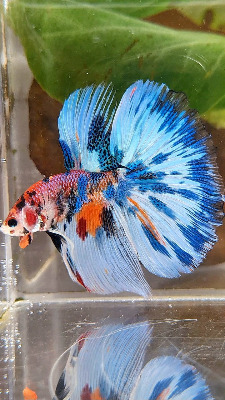 LUXURY HALFMOON BLUE SPLASH METTALIC MULTICOLOR PATTERN BETTA FISH