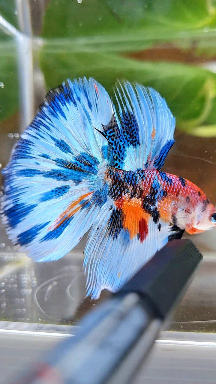 LUXURY HALFMOON BLUE SPLASH METTALIC MULTICOLOR PATTERN BETTA FISH