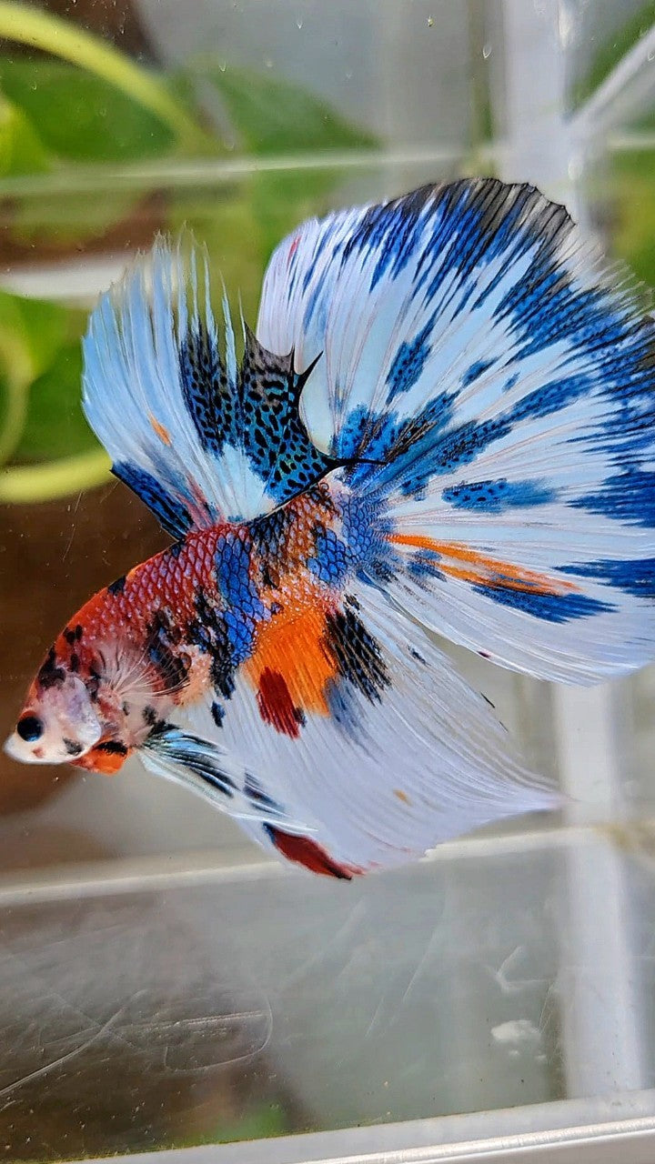 LUXURY HALFMOON BLUE SPLASH METTALIC MULTICOLOR PATTERN BETTA FISH