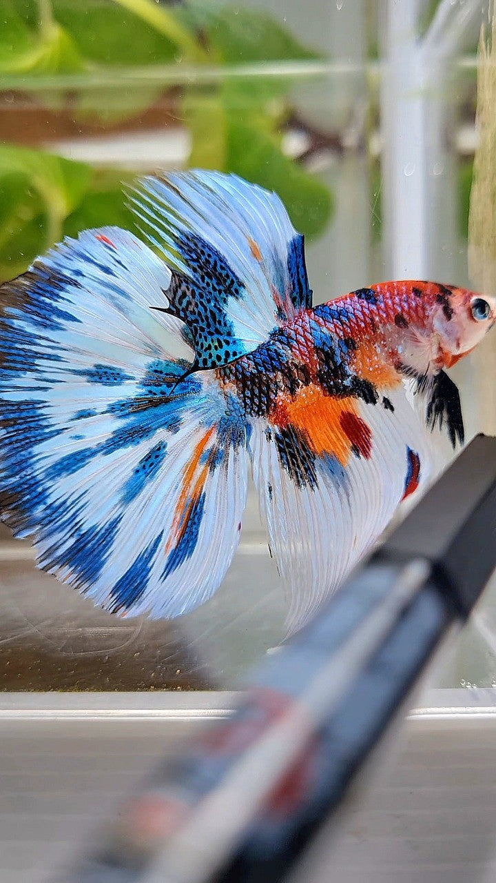 LUXURY HALFMOON BLUE SPLASH METTALIC MULTICOLOR PATTERN BETTA FISH