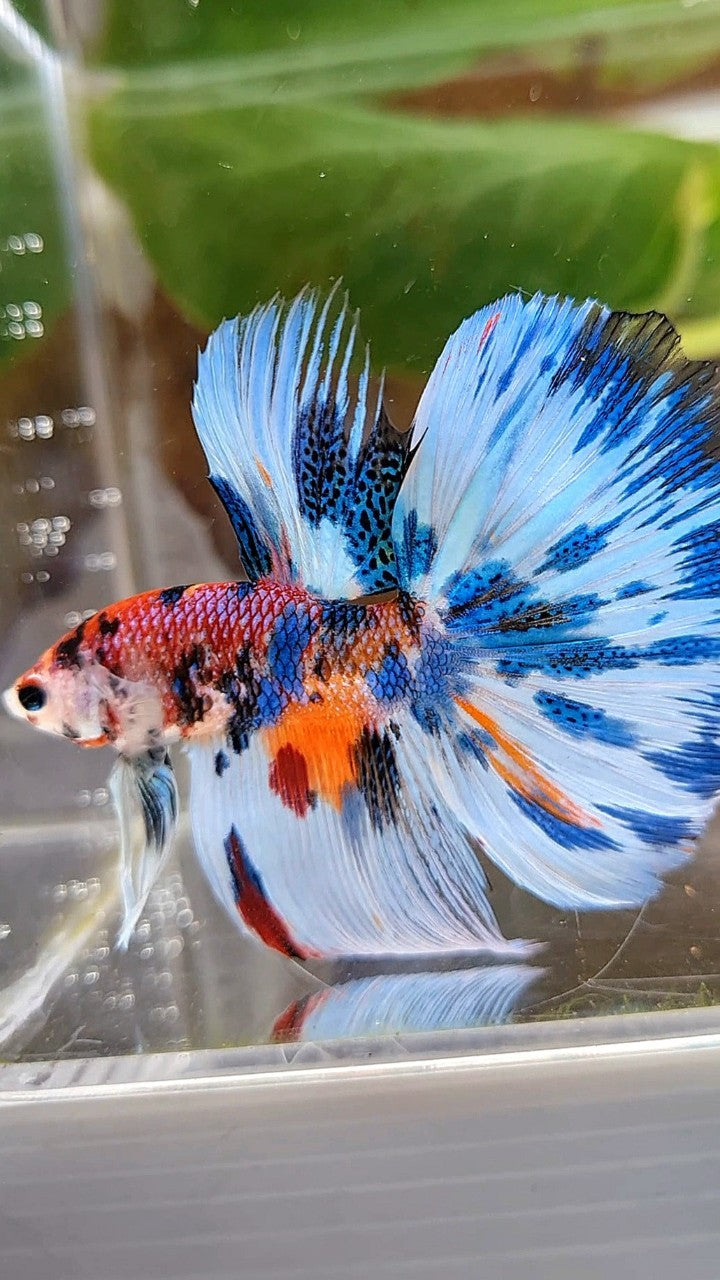 LUXURY HALFMOON BLUE SPLASH METTALIC MULTICOLOR PATTERN BETTA FISH