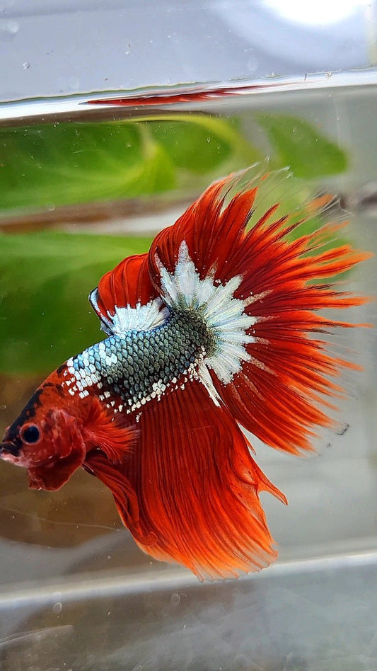 HALFMOON ROSETAIL RED FCCP COPPER STARTAIL BETTA FISH