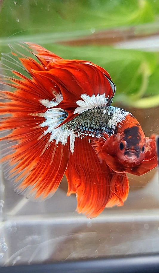 HALFMOON ROSETAIL RED FCCP COPPER STARTAIL BETTA FISH