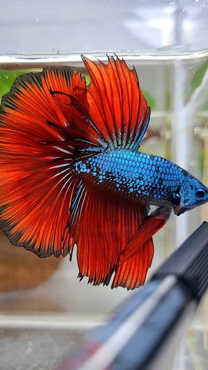 HALFMOON ROSETAIL BLUE SAMURAI RED VAMPIRE BETTA FISH