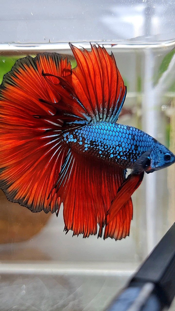 HALFMOON ROSETAIL BLUE SAMURAI RED VAMPIRE BETTA FISH