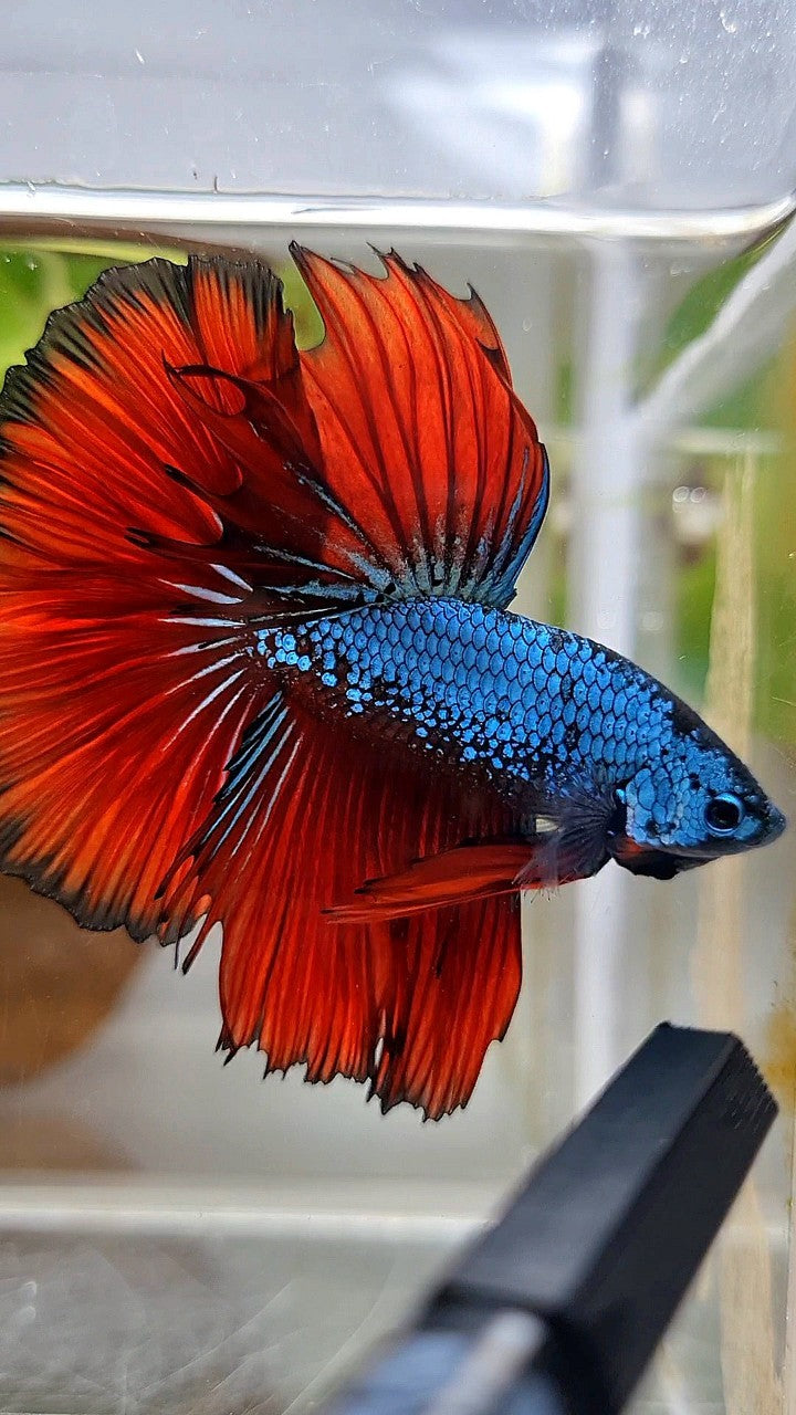 HALFMOON ROSETAIL BLUE SAMURAI RED VAMPIRE BETTA FISH