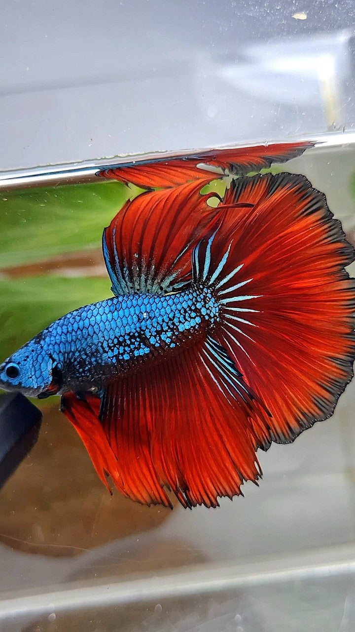 HALFMOON ROSETAIL BLUE SAMURAI RED VAMPIRE BETTA FISH