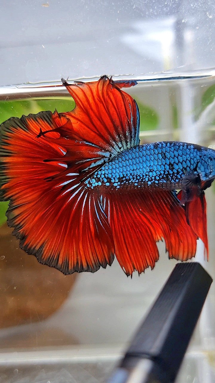 HALFMOON ROSETAIL BLUE SAMURAI RED VAMPIRE BETTA FISH