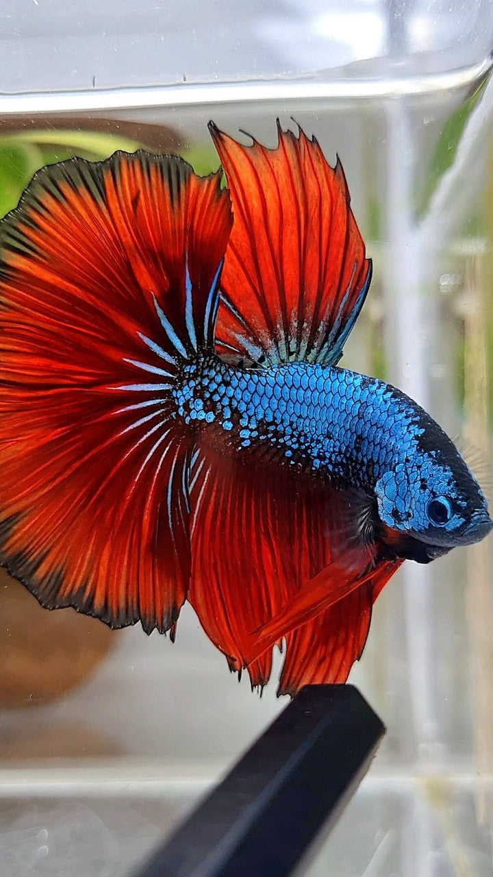 HALFMOON ROSETAIL BLUE SAMURAI RED VAMPIRE BETTA FISH