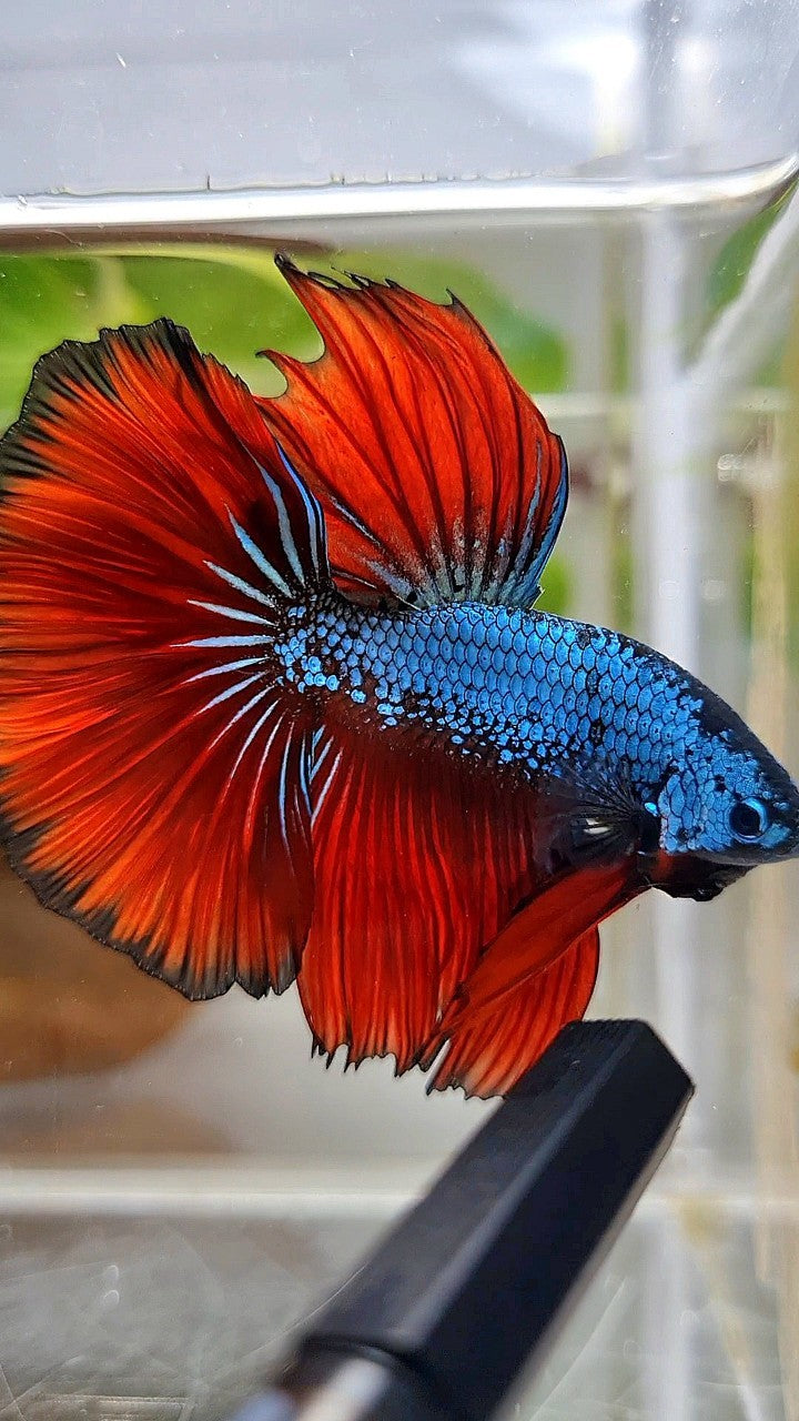 HALFMOON ROSETAIL BLUE SAMURAI RED VAMPIRE BETTA FISH