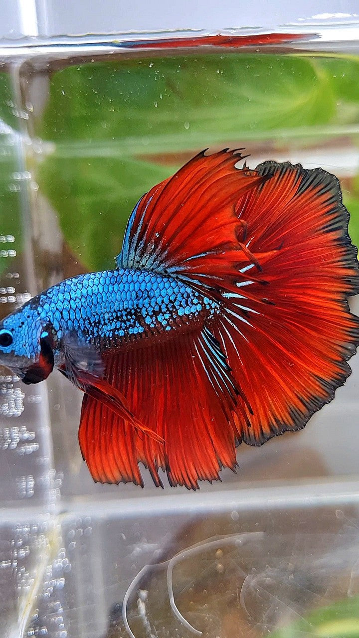 HALFMOON ROSETAIL BLUE SAMURAI RED VAMPIRE BETTA FISH