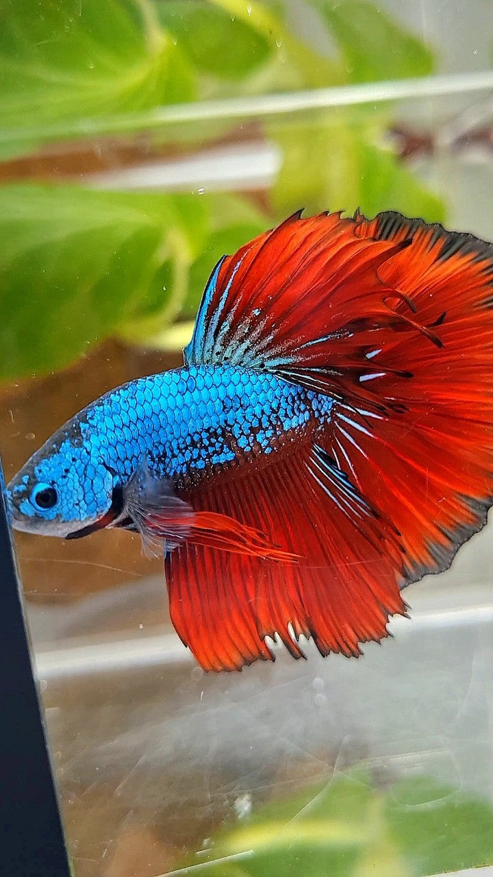 HALFMOON ROSETAIL BLUE SAMURAI RED VAMPIRE BETTA FISH