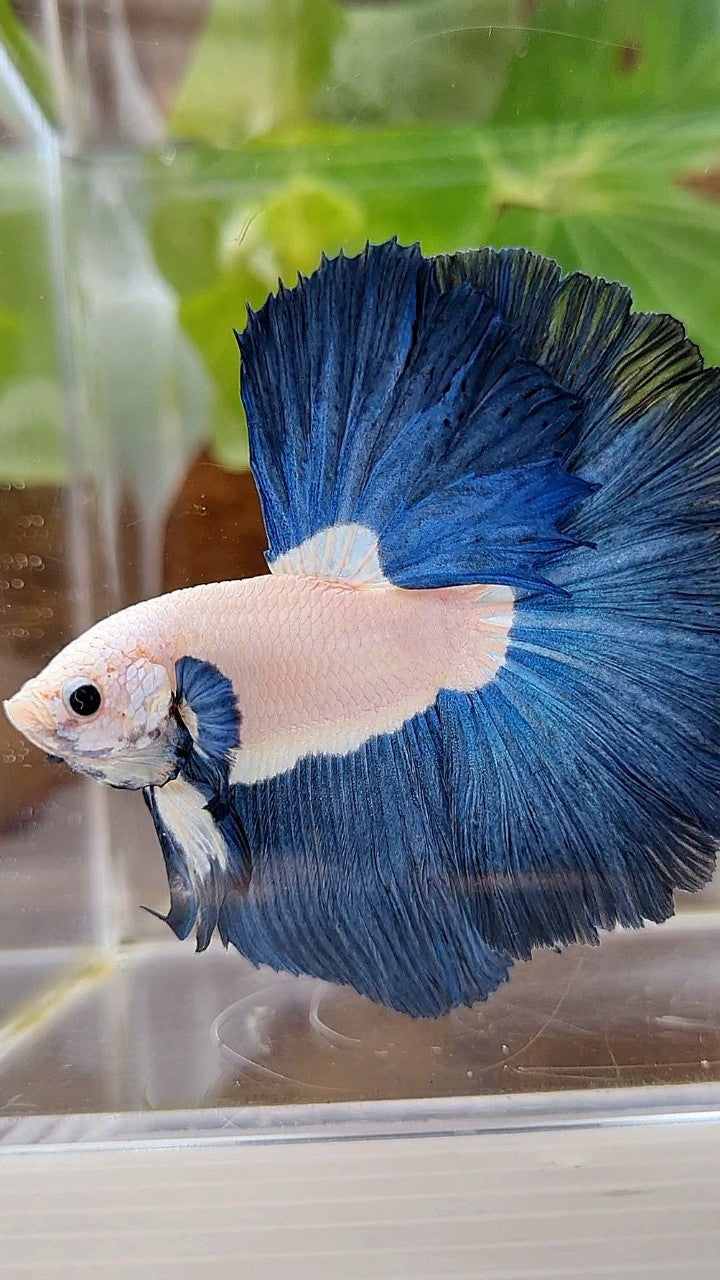 LUXURY HALFMOON ROSETAIL SUPER BLUERIM BICOLOR BETTA FISH – Rare Betta ...