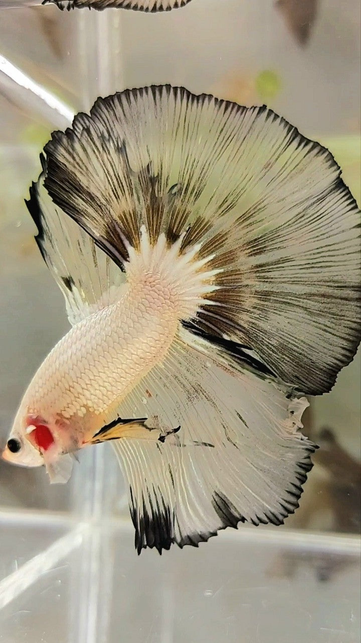 XL HALFMOON OVERTAIL ROSETAIL WEISSER GELBER RIM BETTA-FISCH