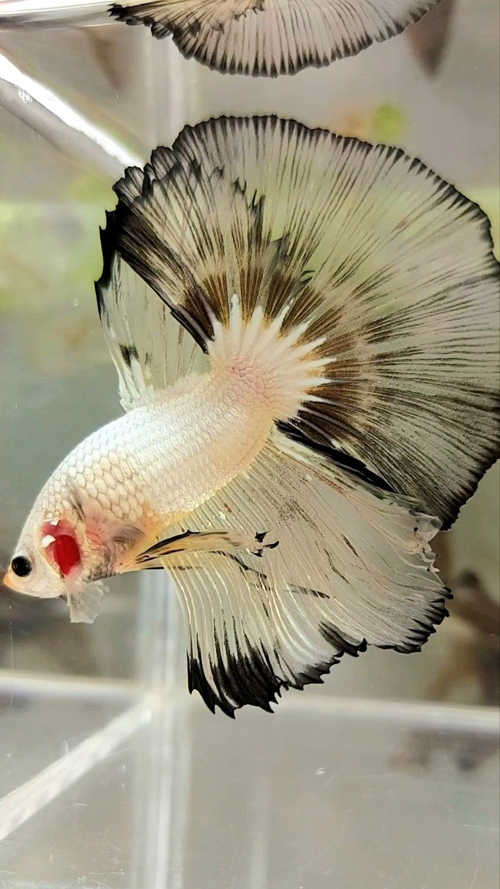 XL HALFMOON OVERTAIL ROSETAIL WHITE YELLOW RIM BETTA FISH