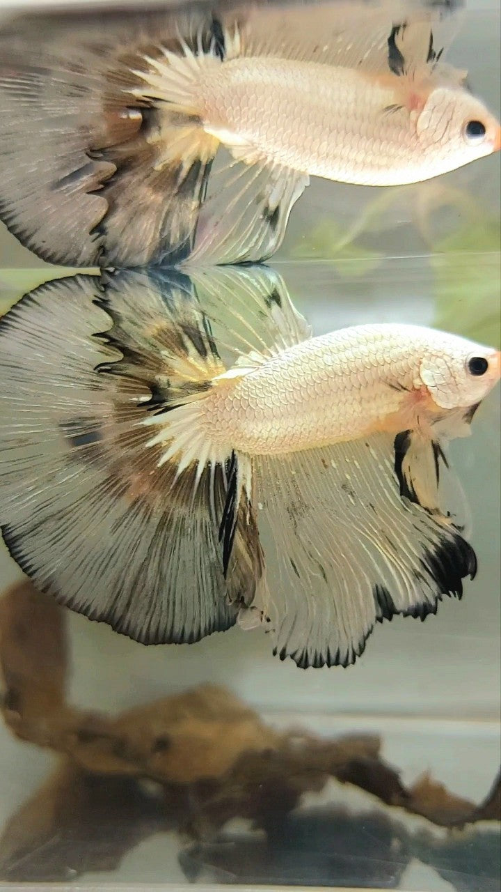 XL HALFMOON OVERTAIL ROSETAIL WHITE YELLOW RIM BETTA FISH