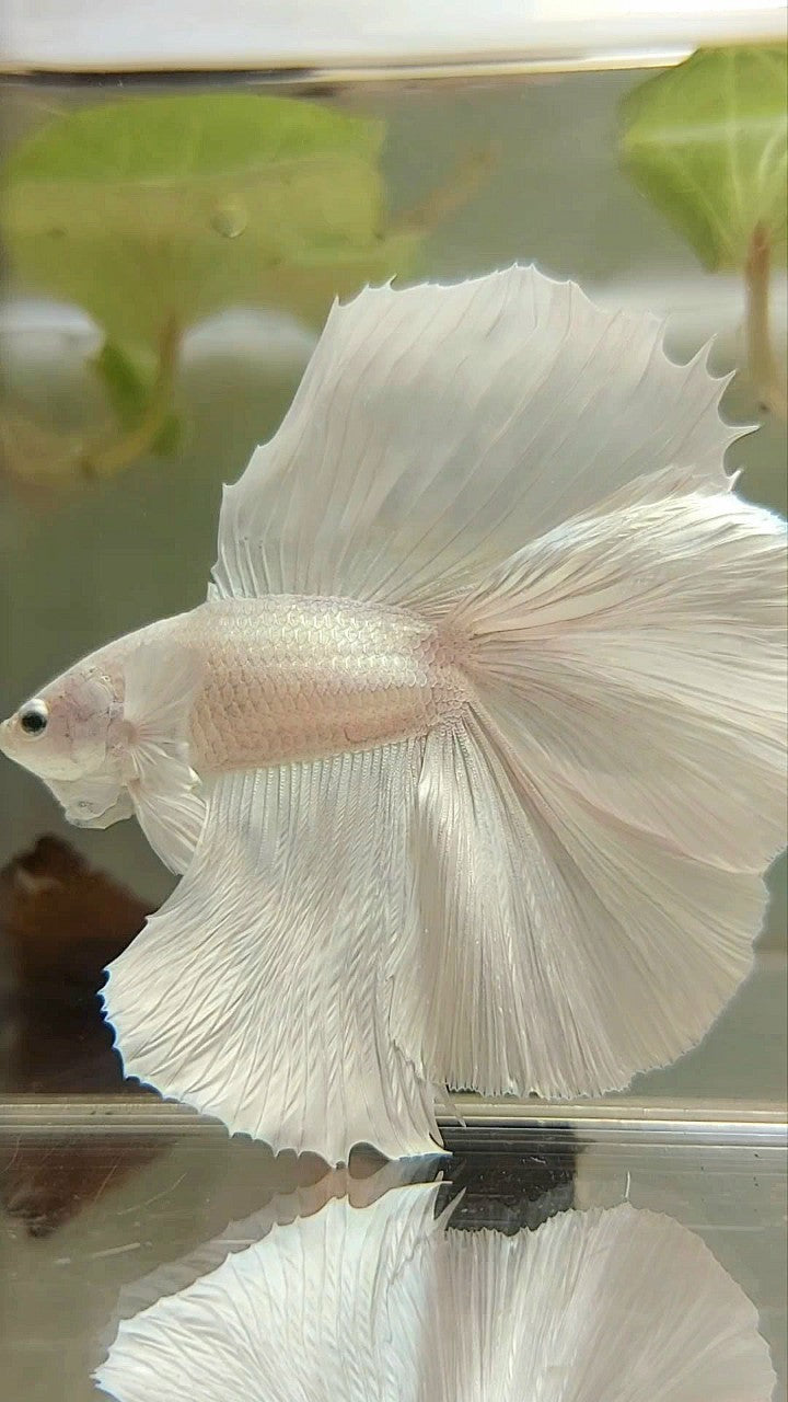 XL HALFMOON OVERTAIL DOUBLE TAIL WHITE PLATINUM BETTA FISH