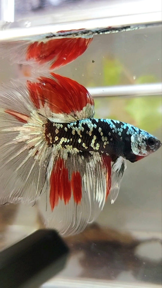 HALFMOON BLACK GALAXY COPPER GOLD AVATAR RED VARIATION BETTA FISH