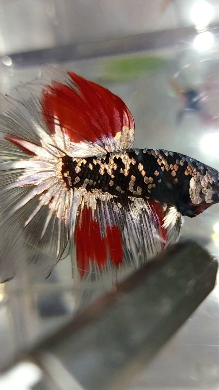 HALFMOON BLACK GALAXY COPPER GOLD AVATAR RED VARIATION BETTA FISH