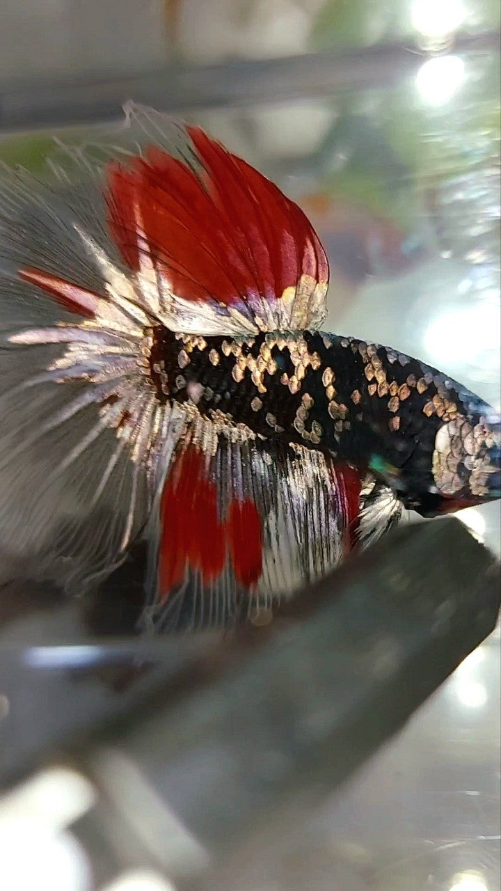 HALFMOON BLACK GALAXY COPPER GOLD AVATAR RED VARIATION BETTA FISH