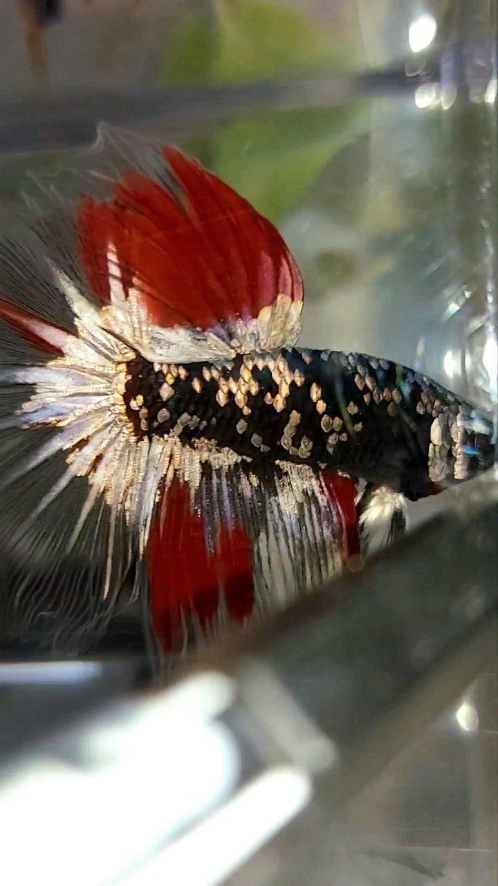 HALFMOON BLACK GALAXY COPPER GOLD AVATAR RED VARIATION BETTA FISH