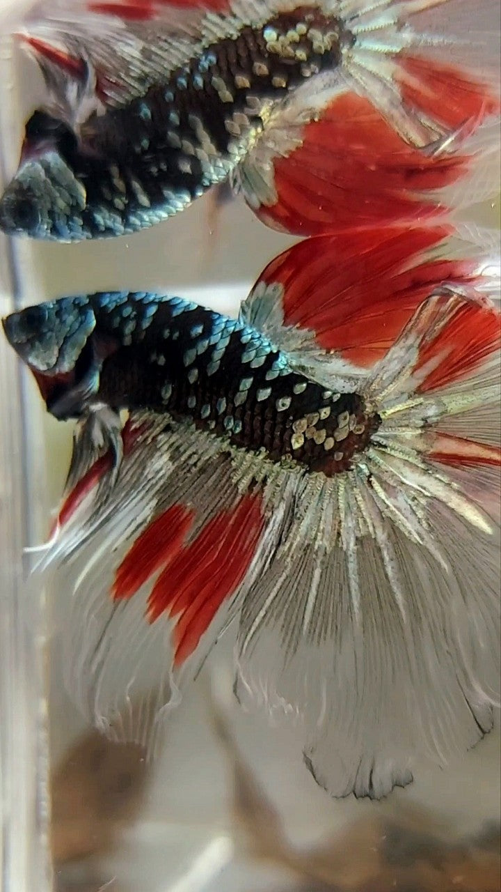 HALFMOON BLACK GALAXY COPPER GOLD AVATAR RED VARIATION BETTA FISH