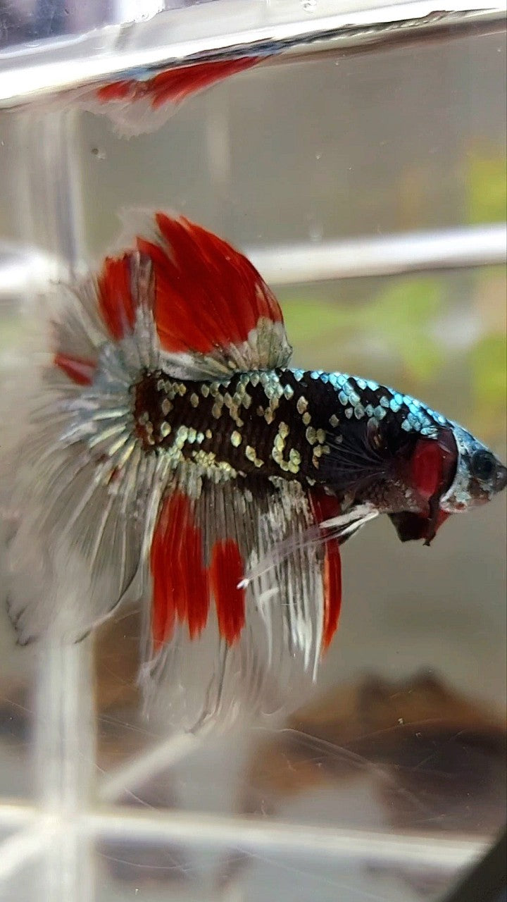 HALFMOON BLACK GALAXY COPPER GOLD AVATAR RED VARIATION BETTA FISH