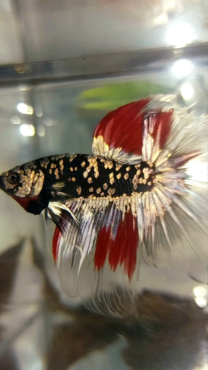 HALFMOON BLACK GALAXY COPPER GOLD AVATAR RED VARIATION BETTA FISH