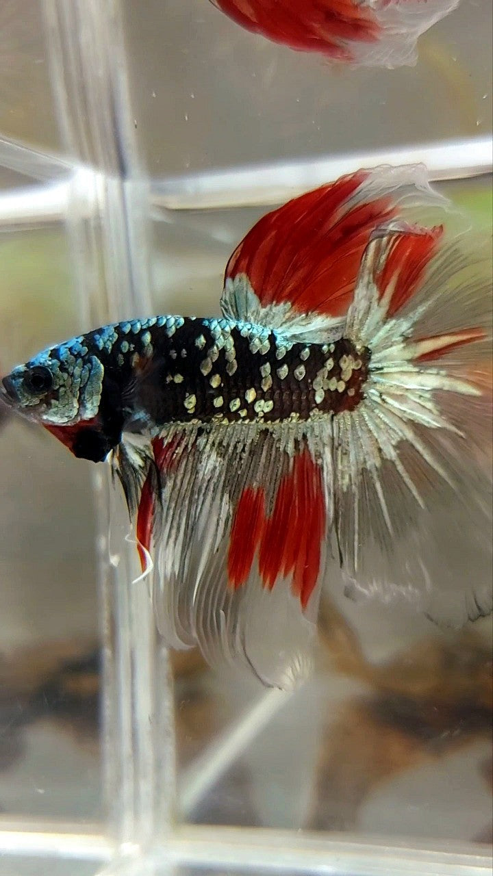 HALFMOON BLACK GALAXY COPPER GOLD AVATAR RED VARIATION BETTA FISH