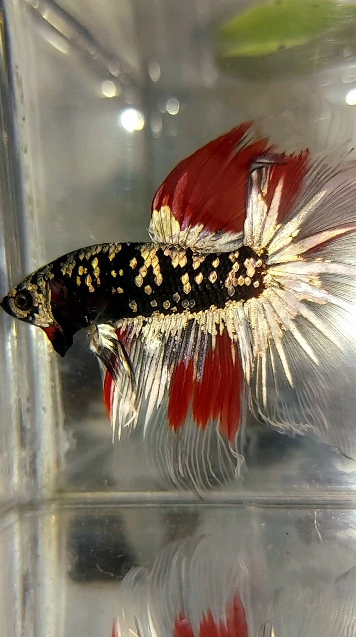 HALFMOON BLACK GALAXY COPPER GOLD AVATAR RED VARIATION BETTA FISH