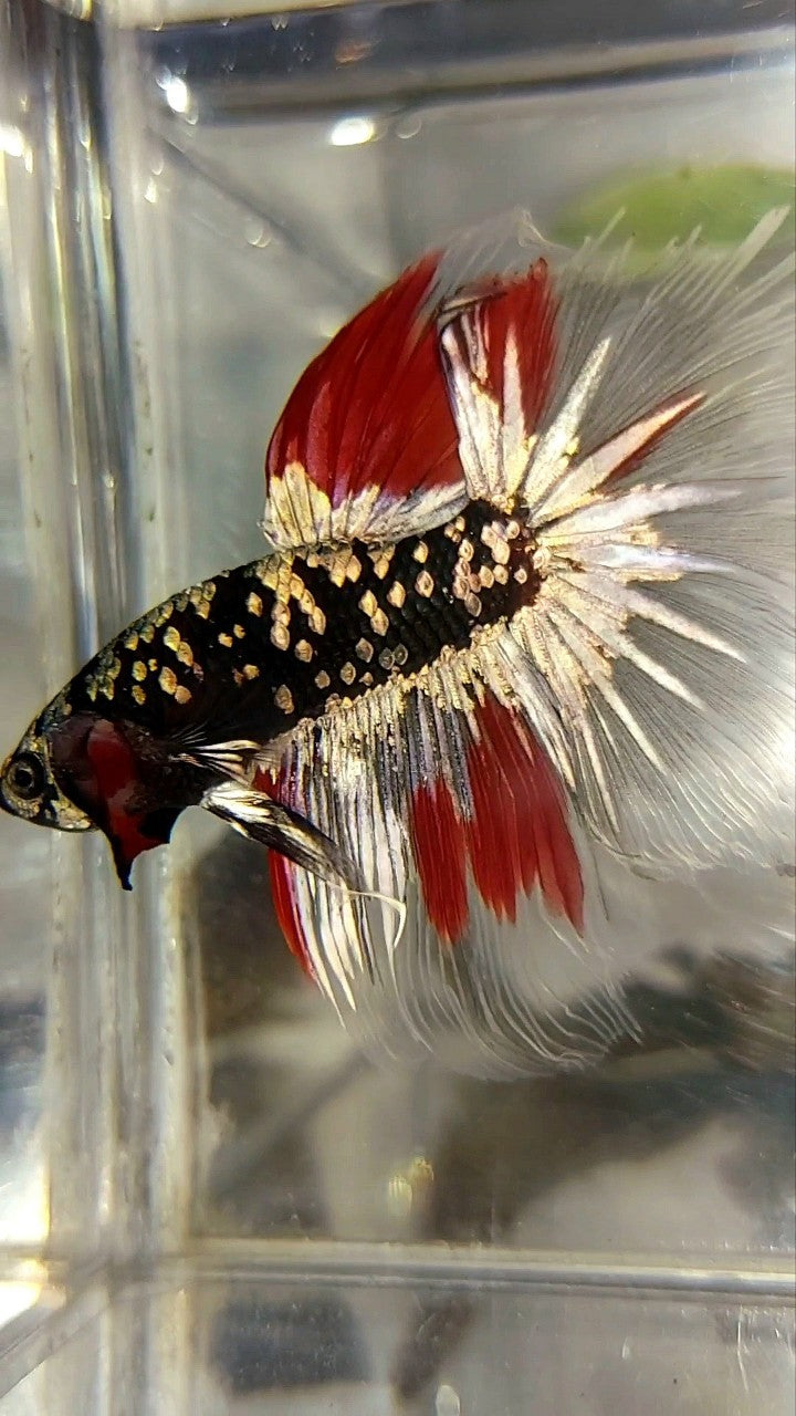 HALFMOON BLACK GALAXY COPPER GOLD AVATAR RED VARIATION BETTA FISH