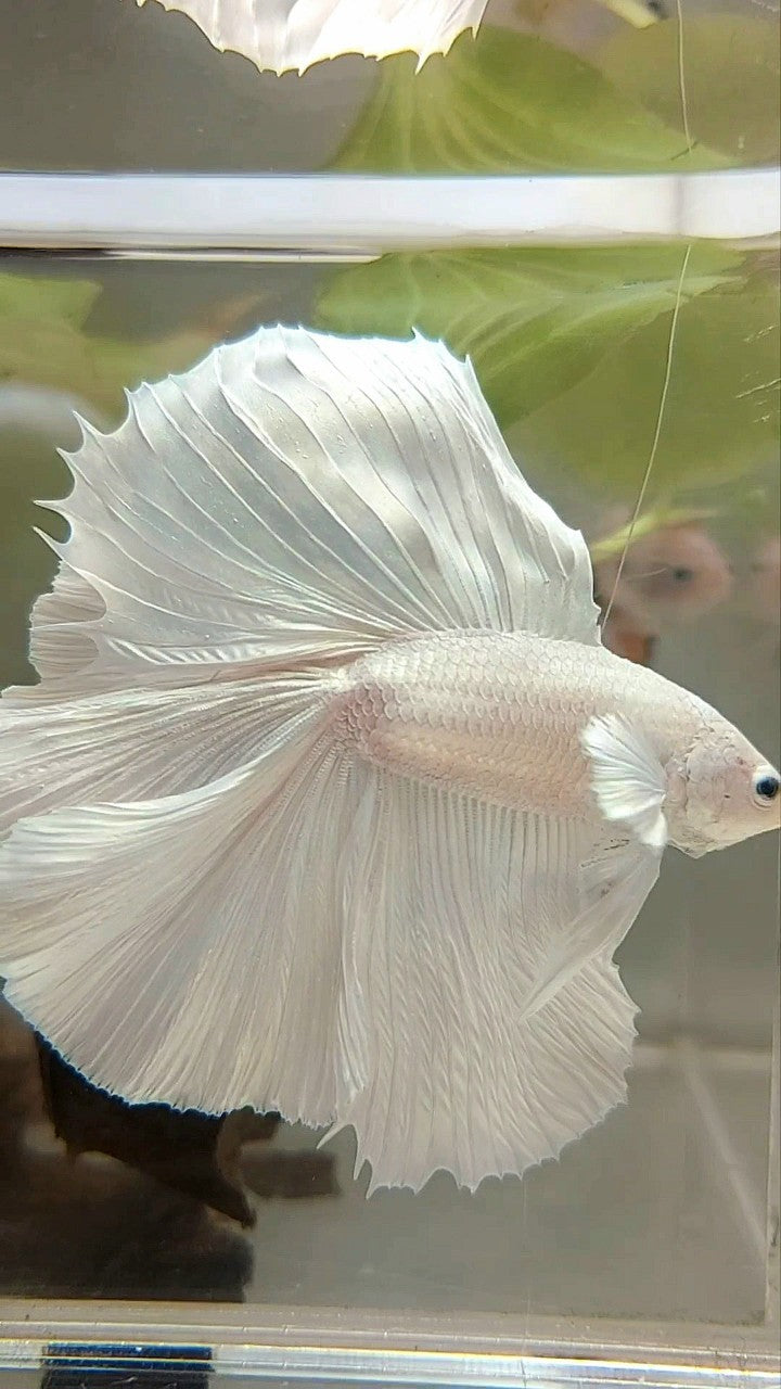 XL HALFMOON OVERTAIL DOUBLE TAIL WHITE PLATINUM BETTA FISH