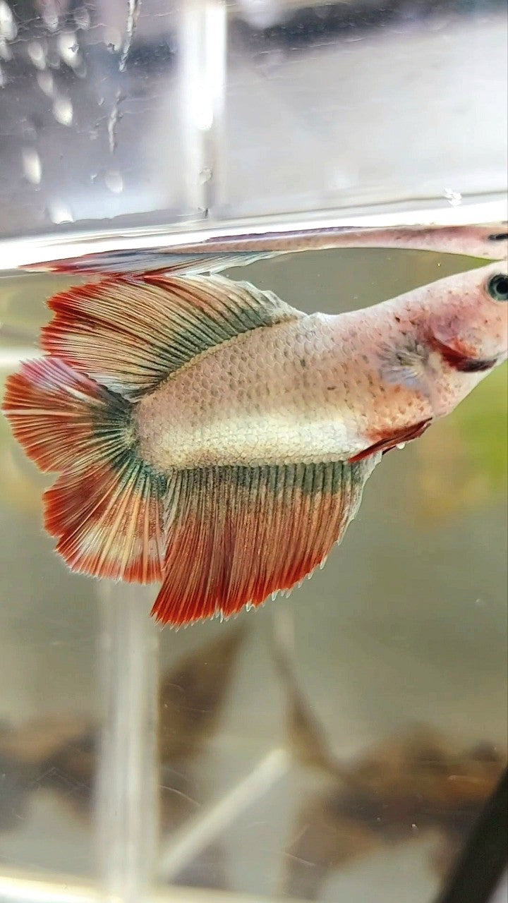 WEIBLICHES HALFMOND-DOPPELSCHWANZ-ROSEGOLD-MASKOTTCHEN BETTA-FISCH