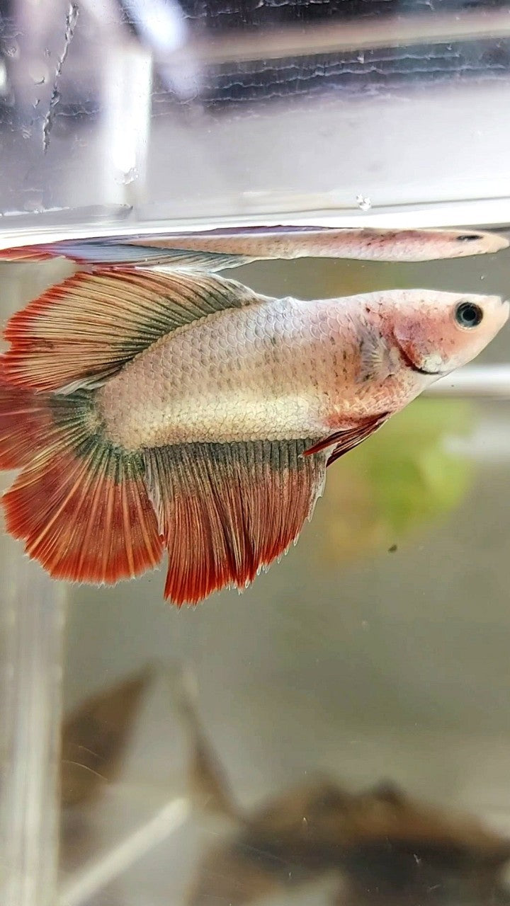 WEIBLICHES HALFMOND-DOPPELSCHWANZ-ROSEGOLD-MASKOTTCHEN BETTA-FISCH