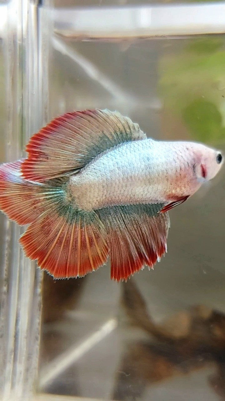 WEIBLICHES HALFMOND-DOPPELSCHWANZ-ROSEGOLD-MASKOTTCHEN BETTA-FISCH