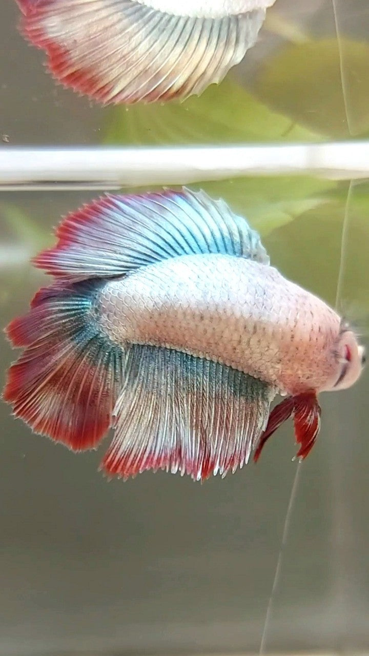 WEIBLICHES HALFMOND-DOPPELSCHWANZ-ROSEGOLD-MASKOTTCHEN BETTA-FISCH