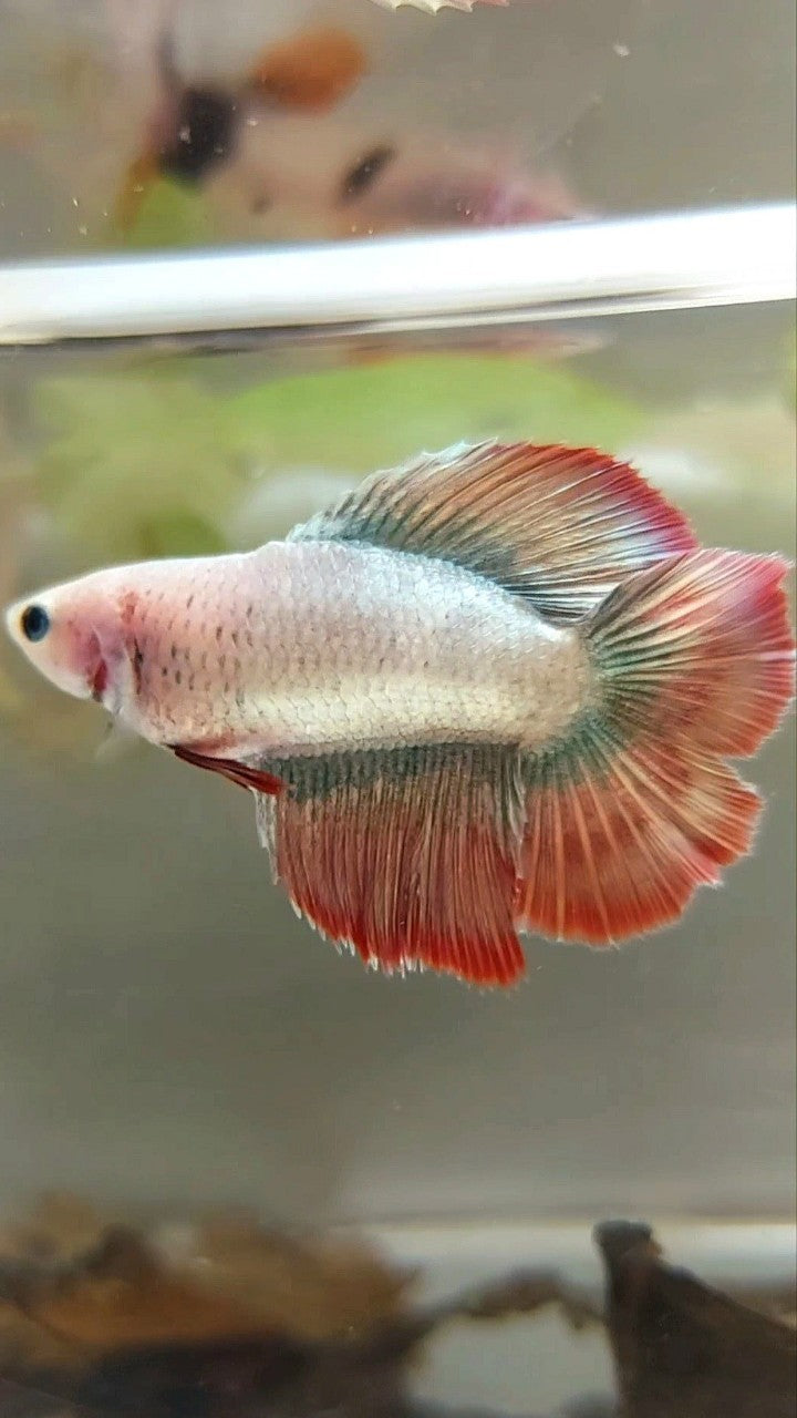 WEIBLICHES HALFMOND-DOPPELSCHWANZ-ROSEGOLD-MASKOTTCHEN BETTA-FISCH