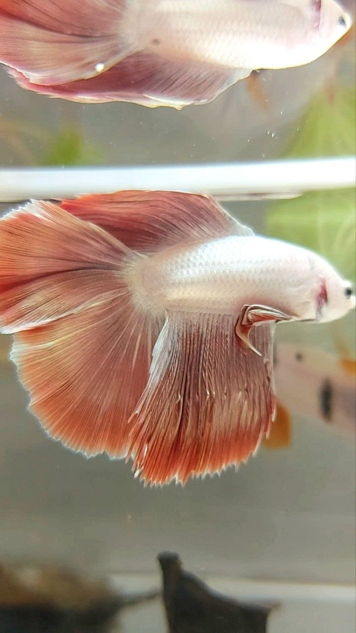 HALFMOON DOUBLE TAIL ROSEGOLD MASCOT BETTA FISH