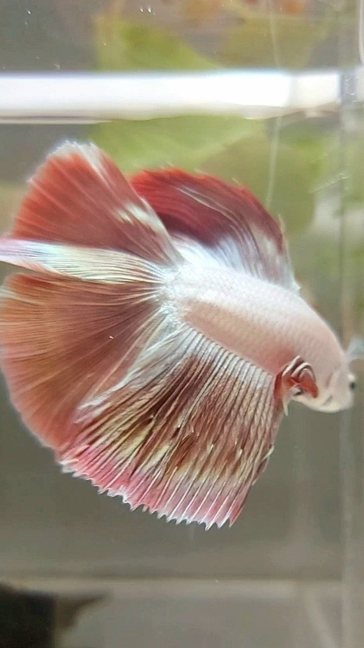 HALFMOON DOUBLE TAIL ROSEGOLD MASCOT BETTA FISH