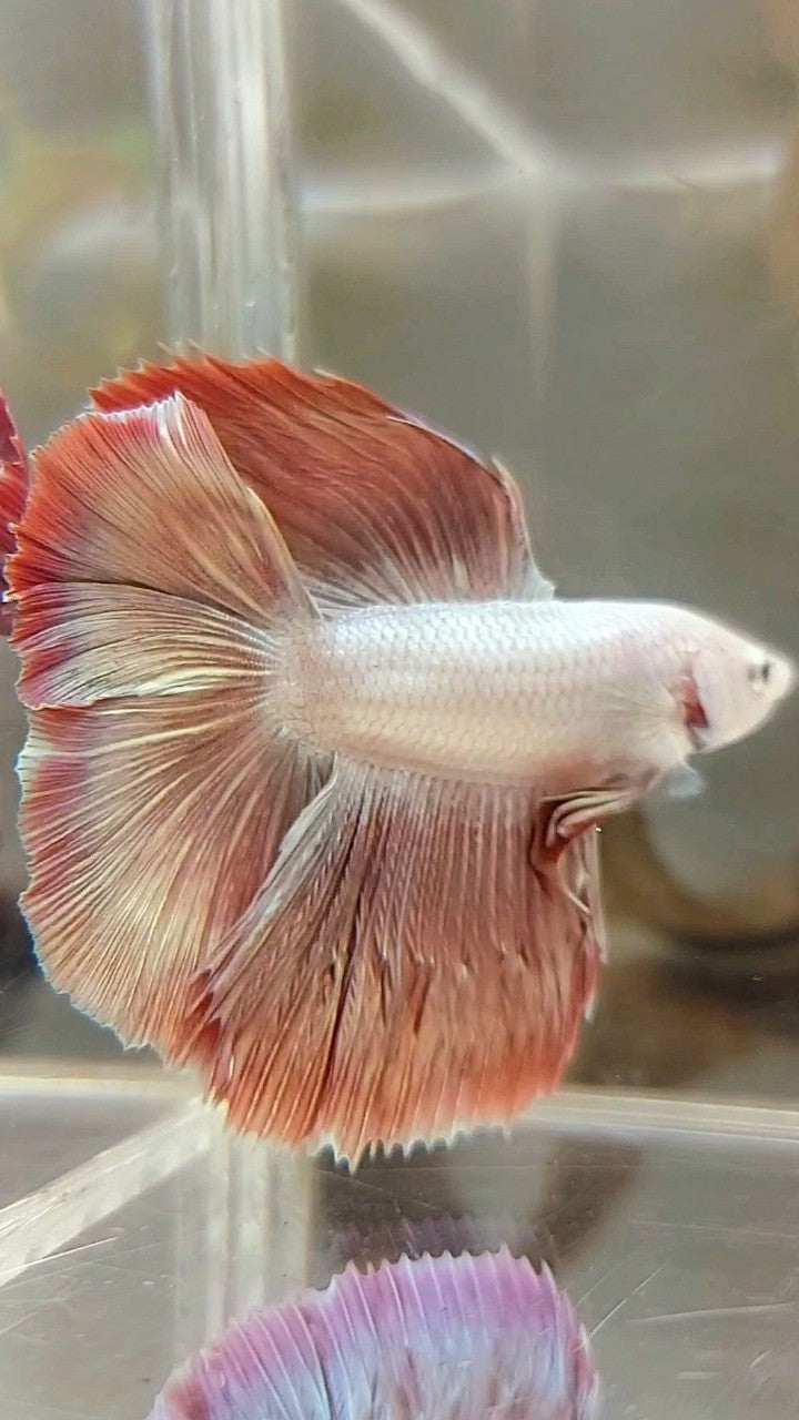 HALFMOON DOUBLE TAIL ROSEGOLD MASCOT BETTA FISH