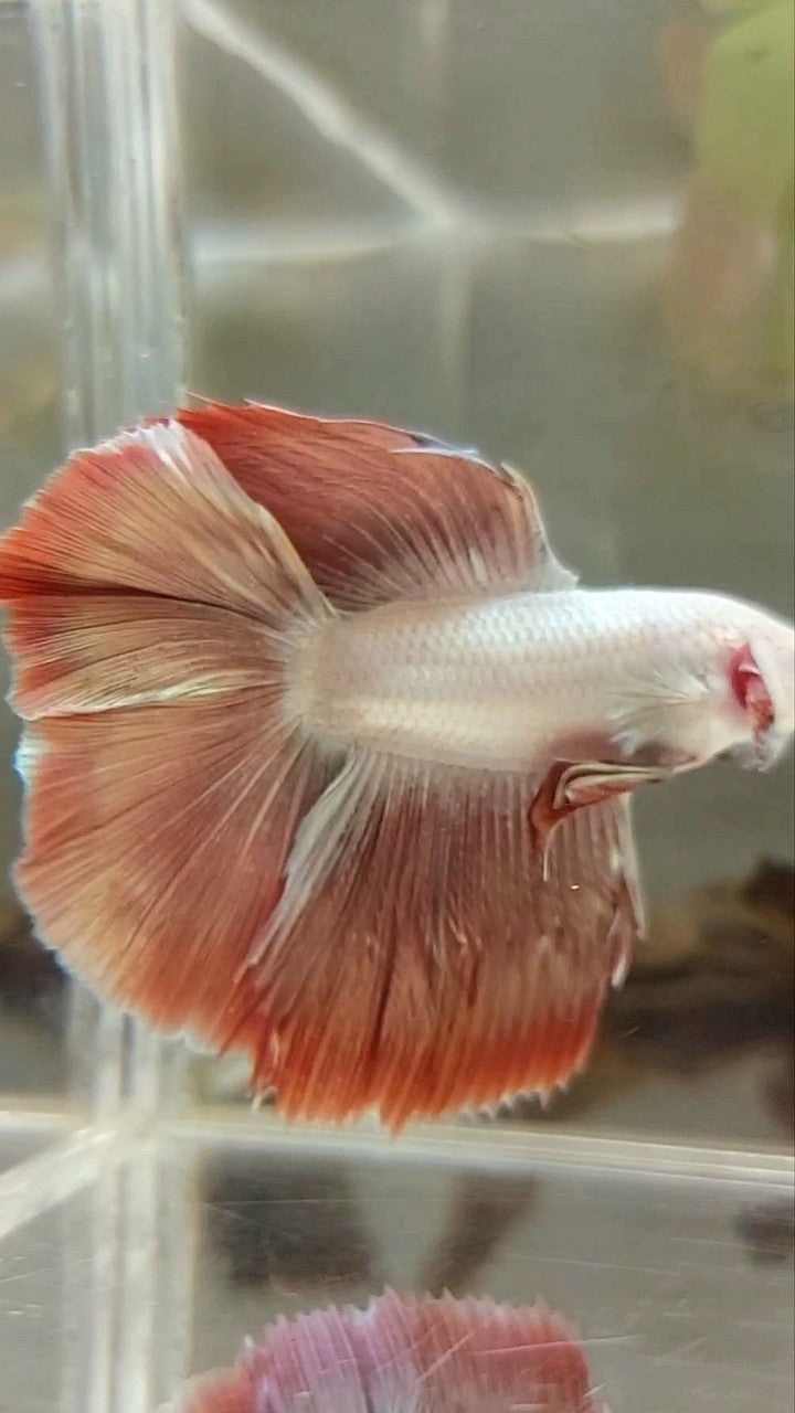 HALFMOON DOUBLE TAIL ROSEGOLD MASCOT BETTA FISH