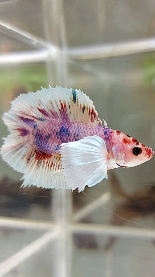 PLAKAT DUMBO EAR DOUBLE TAIL ORANGE PURPLE CANDY MULTICOLOR BETTA FISH