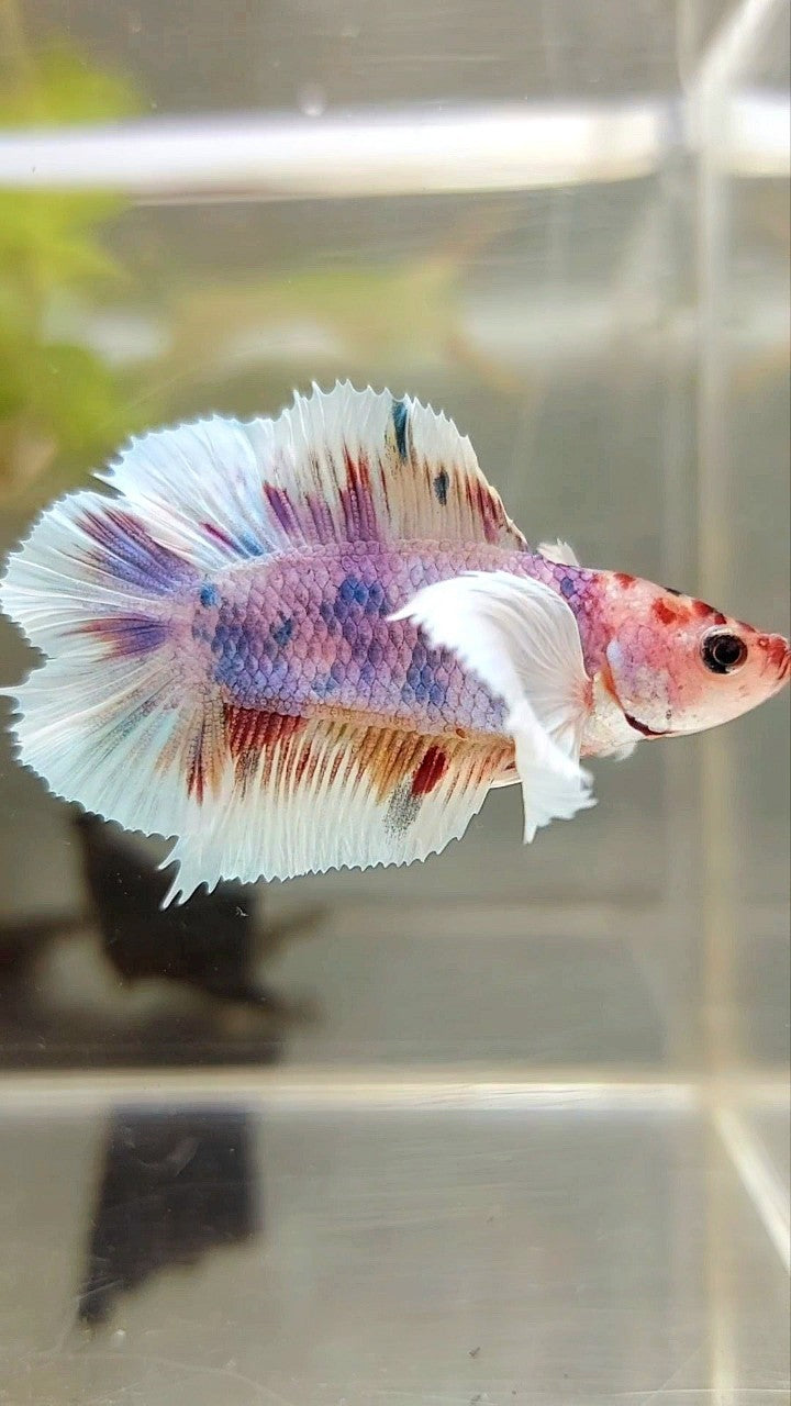 PLAKAT DUMBO EAR DOUBLE TAIL ORANGE PURPLE CANDY MULTICOLOR BETTA FISH