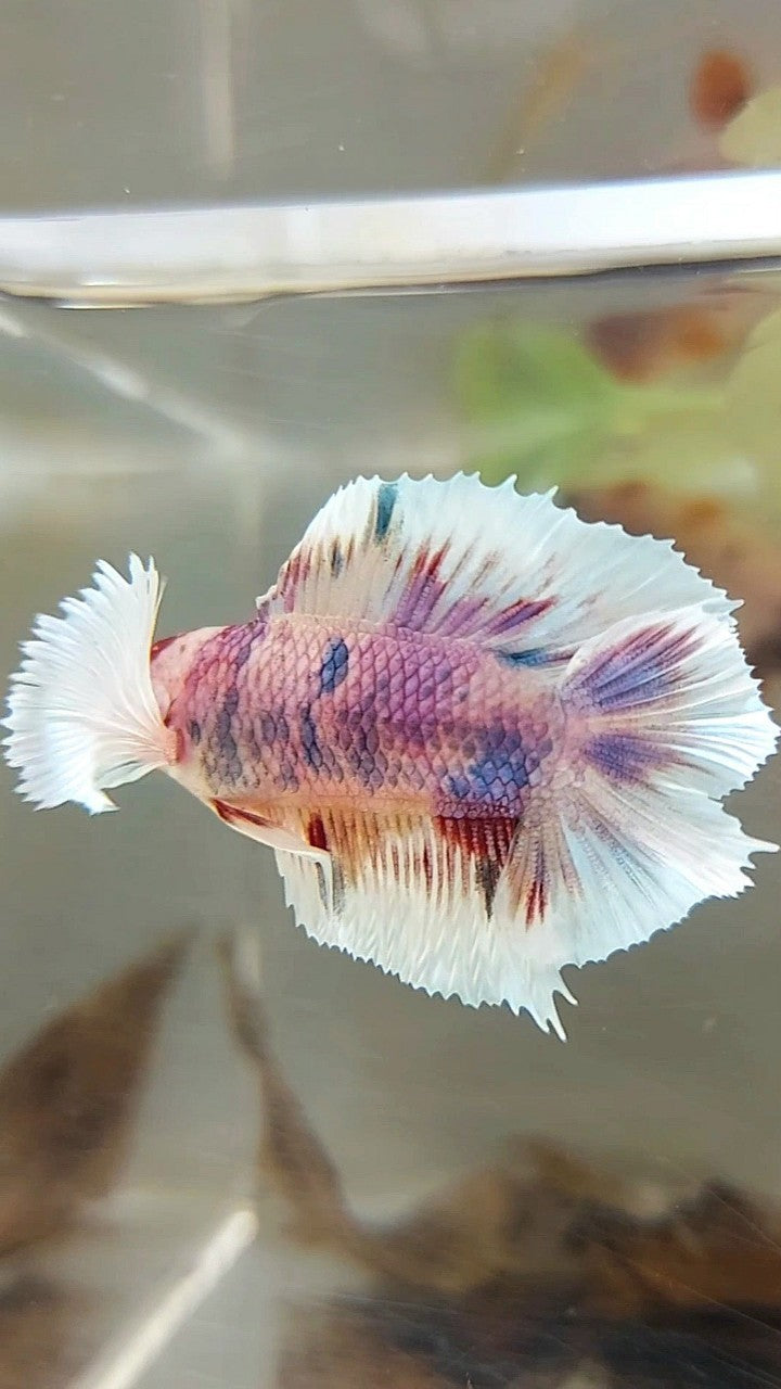 PLAKAT DUMBO EAR DOUBLE TAIL ORANGE PURPLE CANDY MULTICOLOR BETTA FISH