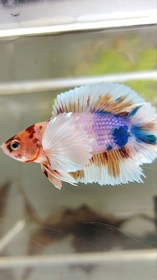 PLAKAT SUPER DUMBO EAR DOUBLE TAIL ORANGE PURPLE CANDY MULTICOLOR BETTA FISH