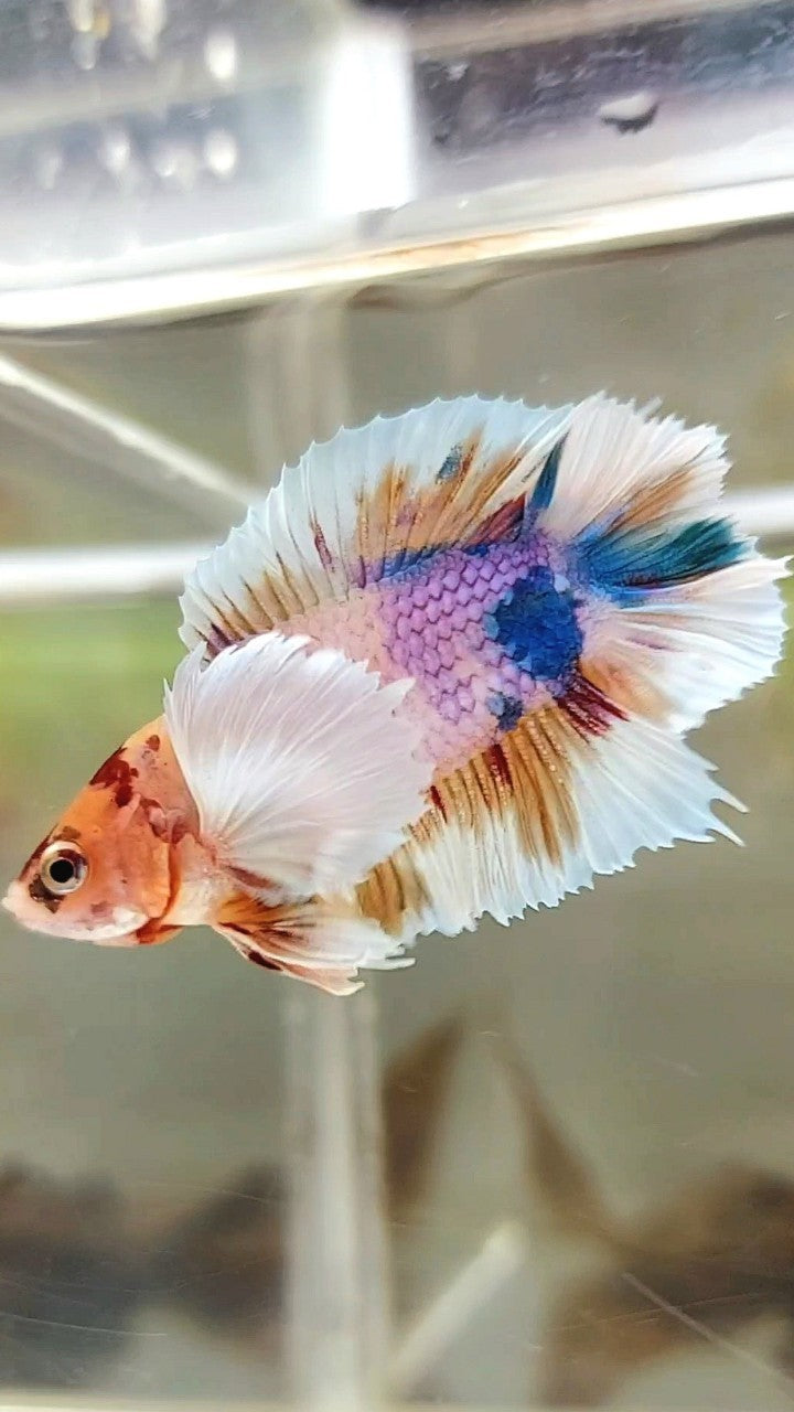 PLAKAT SUPER DUMBO EAR DOUBLE TAIL ORANGE PURPLE CANDY MULTICOLOR BETTA FISH