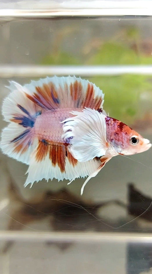 PLAKAT DUMBO EAR DOUBLE TAIL ORANGE PURPLE CANDY MULTICOLOR BETTA FISH